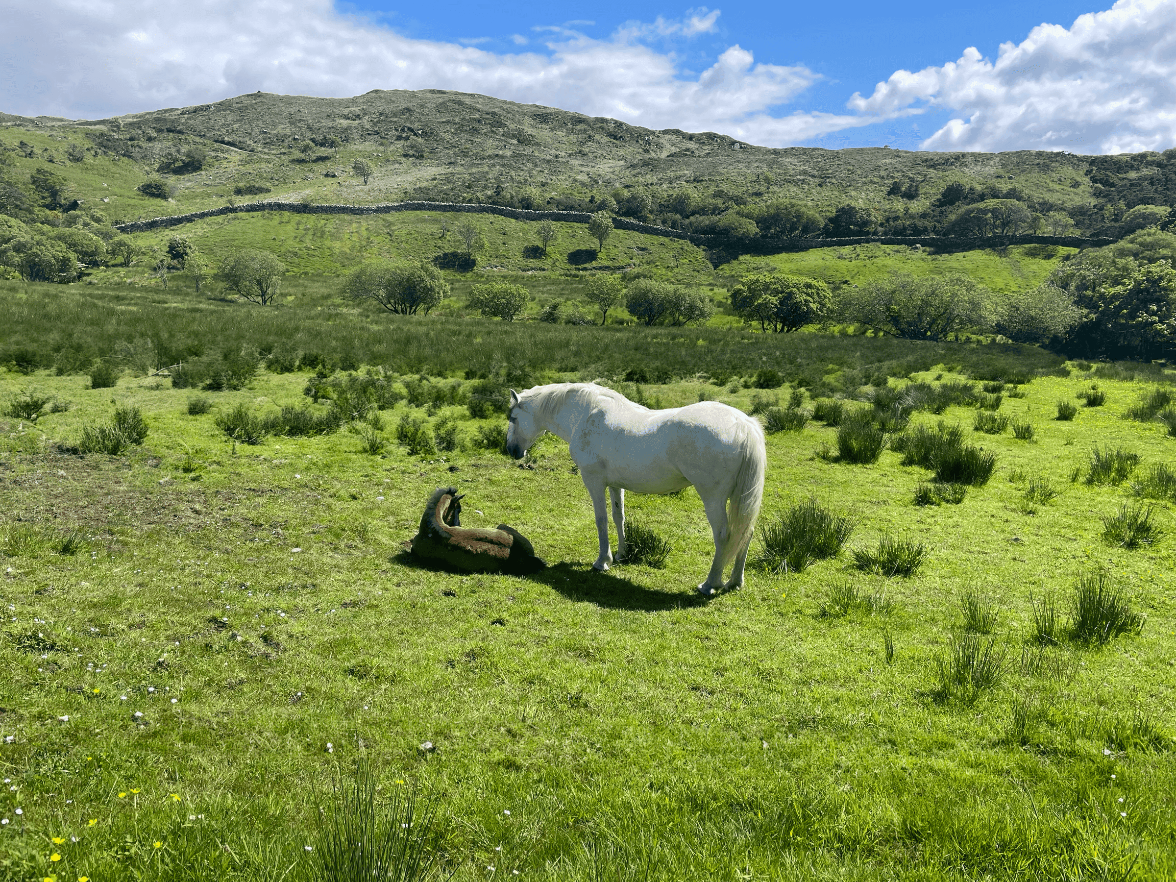 Connemara, Irlande